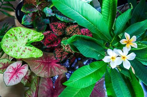 玉合公園怎麼樣與園區內的奇花異草呢?